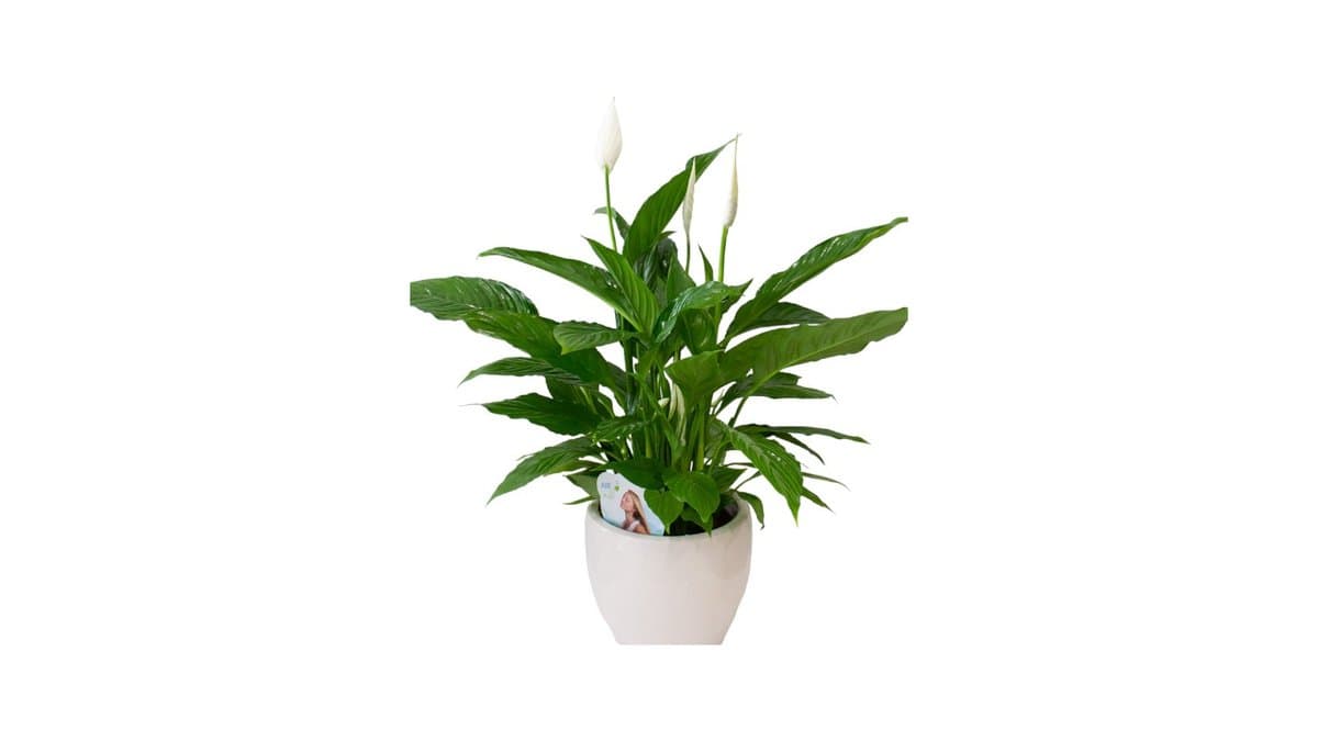 Σπαθίφυλλο