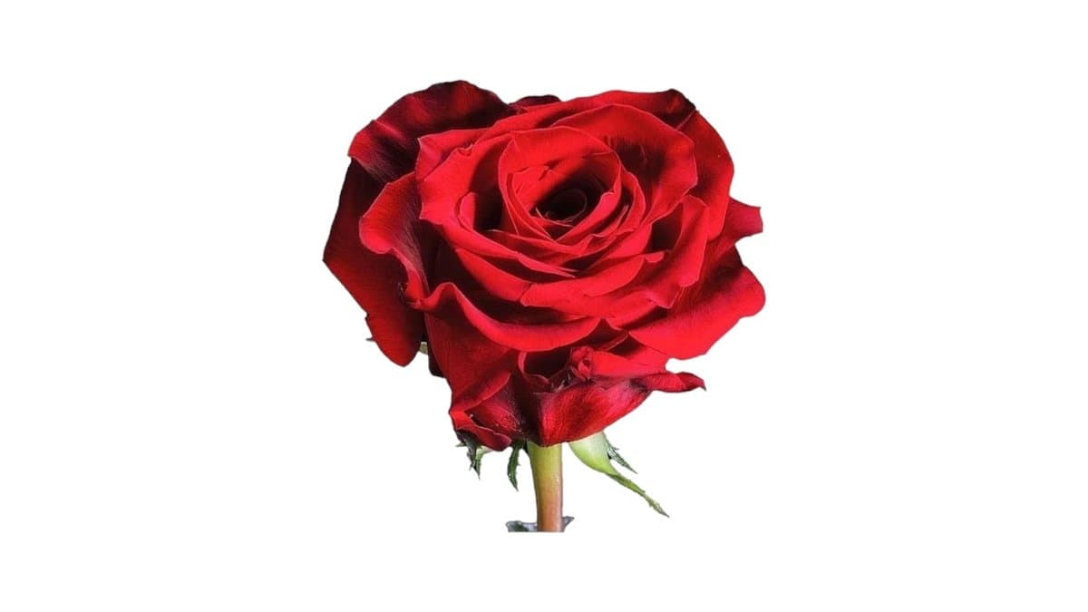 Τριαντάφυλλο Εισαγωγής Κόκκινο
