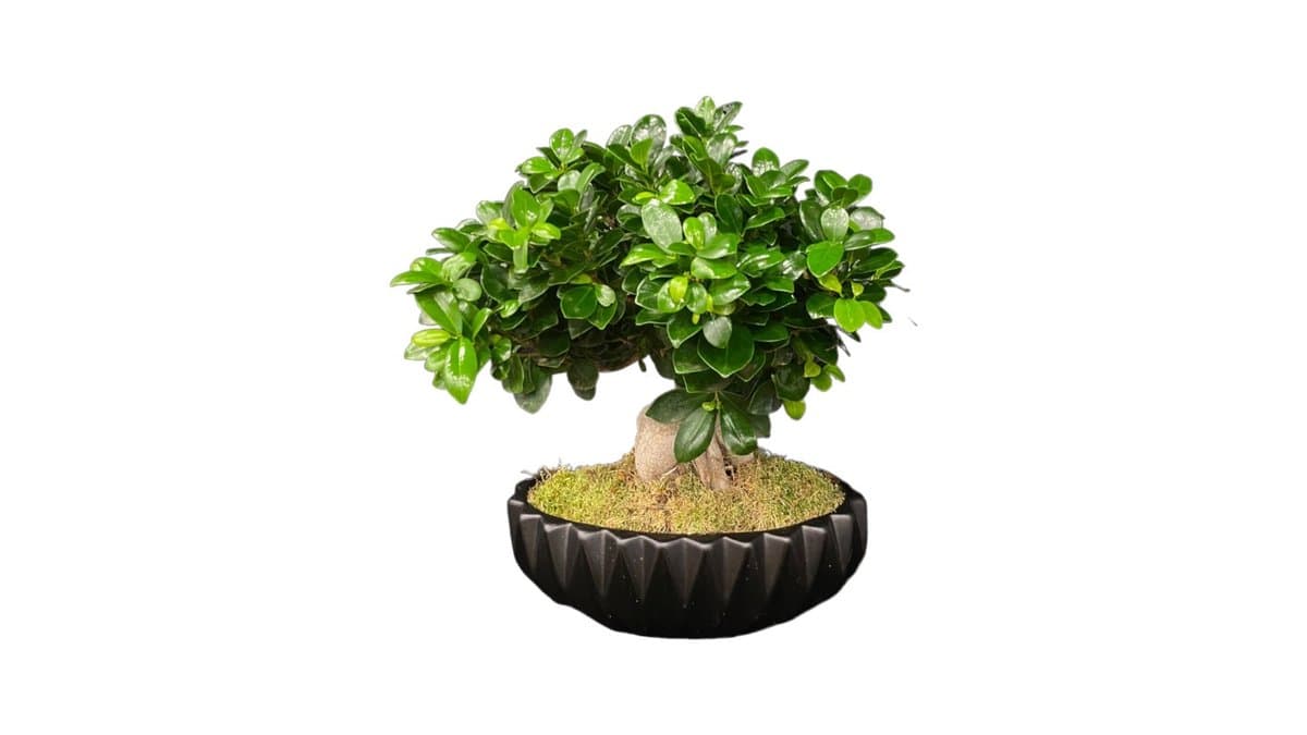 Bonsai Ficus σε Πήλινη Γλάστρα