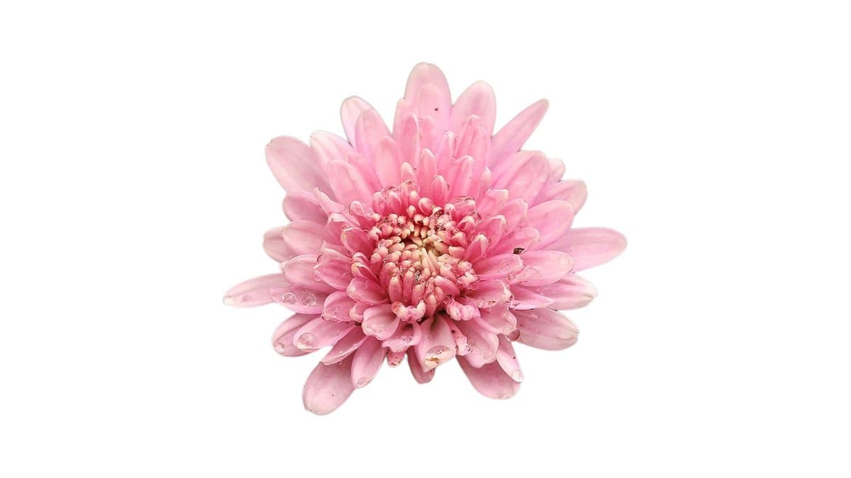 Χρυσάνθεμο Εισαγωγής