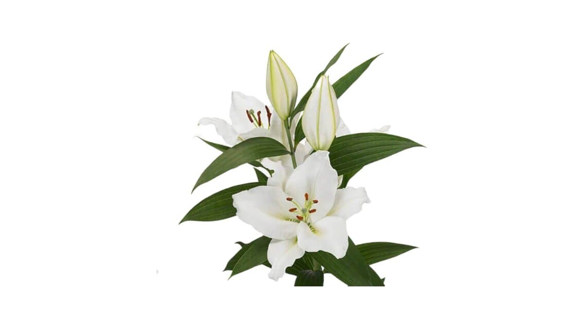 Λίλιουμ Οριεντάλ Λευκό